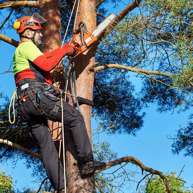 L & R Tree Removal And Landscape LLC Tree Expert